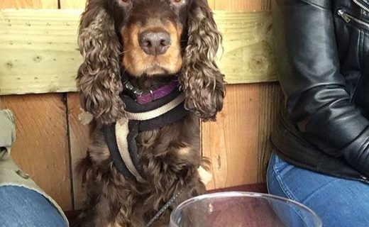 “@bellacockerspaniel: Mums dragged me to the pub again (at The Black Isle Bar, Inverness)”