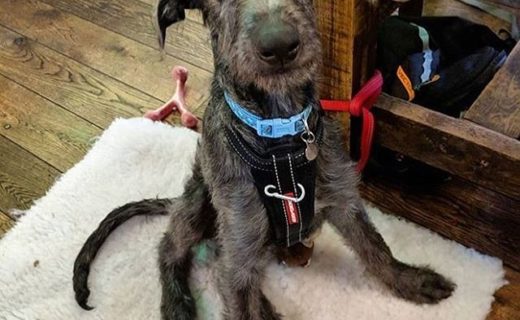 @blackislebar: “Meet Dave! He’s an incredibly chilled out 4 month old Deerhound and we think he’s awesome! 😎 “⠀