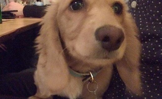 @brandons_canonmills: “Everyone, this is TIPPI! She is so unbelievably soft and fluffy and cute and adorable and amazing!”⠀