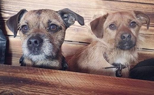 “@brewdogbuster: Meet my ‘brother from another mother’ Oscar! We’re so in sync, we finish each other’s… sandwiches 🐶🐶 “⠀At Inn Deep, Glasgow