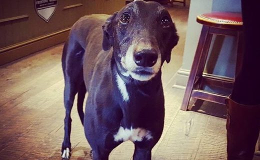 “@hos_norton: Today’s good boy award goes to Ben, who is as gentle as he is cute. Good boy Ben! ❤🏆🐶 “⠀