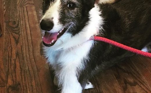 @jeremiahs_taproom: “Kyna the lurcher came came to visit us today. Such a good girl.”⠀