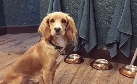 @laurakatherinenelson: “Thank you to @thetorfin for having us for brunch! Food and service were amazing 🥞🥓☕️ and Jura loved the dog-station, and all the extra sympathy he got for having his post surgery doughnut on 🐶 “⠀