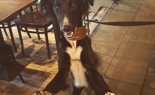 “@mayflydundee: Finn popped in for an afternoon pint, you should too “⠀