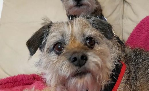 “Our 2 BT’s Corrie and Midge relaxing at The Boathouse, Loch Leven” – pic from Andy Chadder