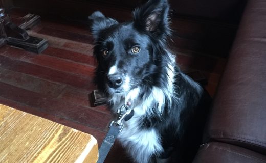 Skye enjoyed her visit to the Duchess of Duke Street in #Glasgow – pic from Catriona Fenton
