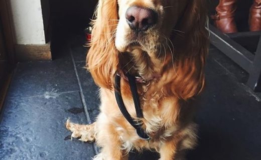 @thetinsmith: “Princess Leia popping in for some lunch!!🐾 We love meeting your best pals🐶”⠀