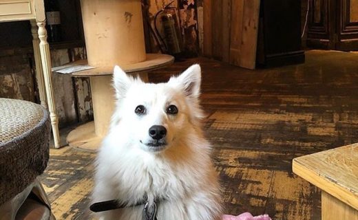 @willowthejapspitz: “BEER you say?! Cheers to that! 🍻” At St Andrews Brewing Co, Edinburgh