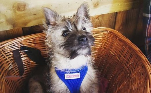 “@blackislebar: We have a contender for cutest pup of the year! Meet Scapa – a wee Cairn Terrier on his first visit to the bar! Complete with his own basket! 😍😍😍 “⠀