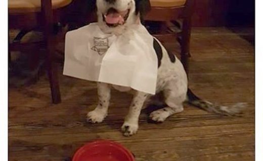 “@charliethedog159: Thanks to @sohoglasgow for having me and my hooman for dinner yesterday!”