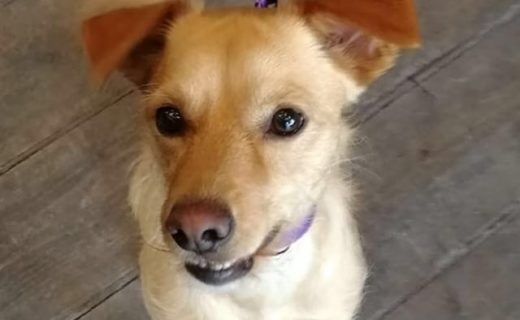 “@cometpieces: Say “Hola!” to Aki, a 19-month-old wee Spanish dug who called in to visit us at 150 QMD.”