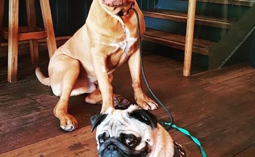 “@frank_the_ddb: Frank and his new friend Rufus getting on famously at @the_ox_edinburgh “⠀