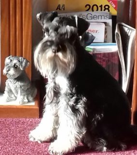 Gino from East Kilbride