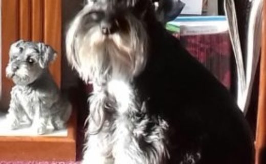 Gino