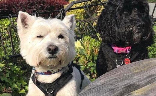 Here’s Alfie and Rosa sitting outside at The Birds and Bees, Stirling – pic Jennifer McCombe