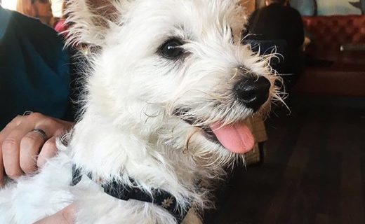 “@macleanimals: Back at @brewdoglothianroad and I couldn’t be happier!”