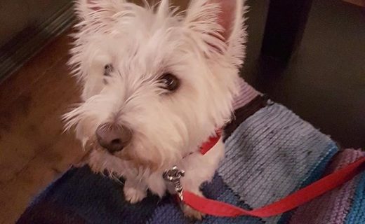 “Miss Evie in Brewhemia on Market Street, Edinburgh. She’s loving it. Super dug-friendly, we were even offered a doggy bed! Top marks” – from Lily Wagg