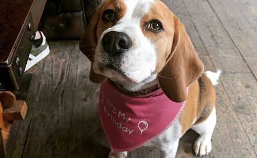 @thetinsmith: “HAPPY BIRTHDAY PRINCESS LUNA ❣️ Thank you for spending your second birthday with us and being the cutest pupper around 😊😊 “⠀