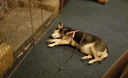 This is Jet chilling in front of the fire at the Malt & Hops in Leith – pic Carole Geddis