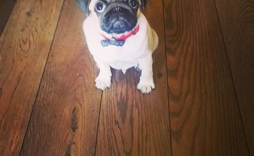 “@chester_the_pug18:  First day out in a pub. I had a ball. I got biscuits and water and lots and lots of attention. Loved it! ” #dugsNpubs