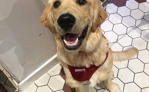 “@dugsofgsc: 6 month old Austin, wasn’t fussed about coffee just wanted kisses 😘 “⠀