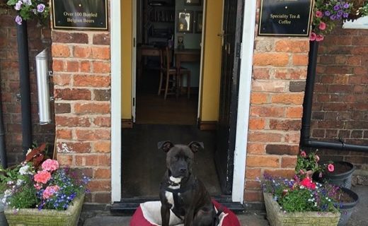 “@hopsbelgianbar:  Pub dogs make the best dogs 🐕 🍻🥂☀️ ” #dugsNpubs
