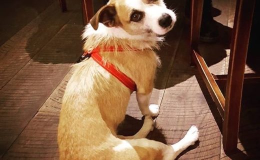 “@hos_norton: Today’s good girl award goes to this Spanish, little cutie! Becky es una buena chica! 🐶🏆 “⠀