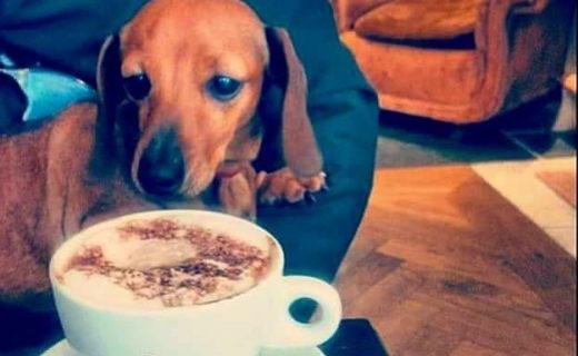 @surfaceplus: “Cafe open 12-4pm today ☕️” #dugsnpubs #glasgow