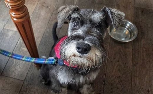 “@thecraftsmanaberdeen:  Archie the Miniature Schnauzer puppy has just had his first ever haircut.. he looks amazing in his tartan neckerchief!!😍🐾🐕 .⠀
” #dugsNpubs