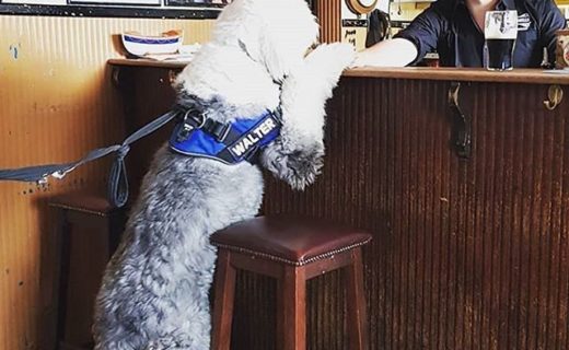 @thelifeofwalter: “Pint of your finest and a packet of cheese and onion please kind sir 🍺”