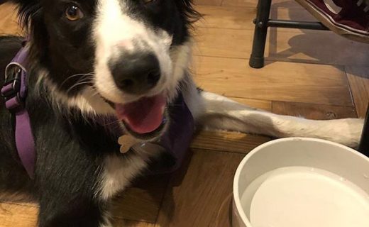 “@cassie_the_collie17:  Chilling out in @burrcocoffee ” #dugsNpubs