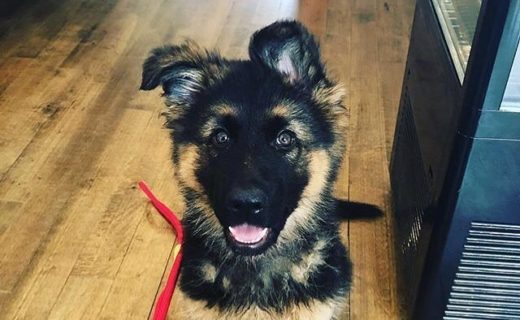 “@edinwestend:  Introducing West End resident Solo 🐕 He’s new around here 🌍 ⠀
” #dugsNpubs