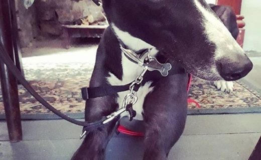 “@greyhoundbuddy:  Buddy’s first trip to the pub was a success – spoilt rotten with cuddles and treats at @lockandquaybootle ⠀
” #dugsNpubs