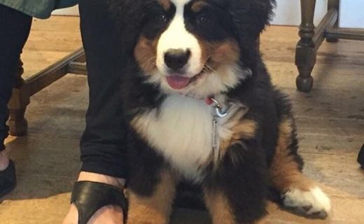 Here’s 12 week old Maja on her first visit to The Plough Inn, Leitholm – pic David McLean