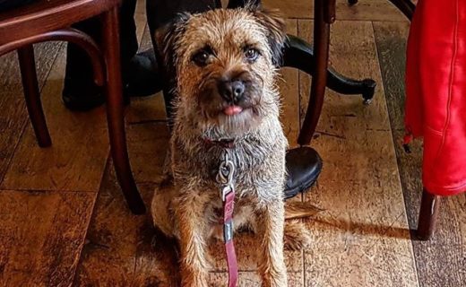 Here’s Jack at The @berwickbrownbear