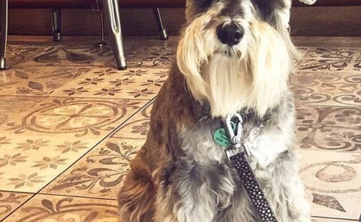 “@montpeliersedinburgh:  We LOVE when dogs come to visit! Here’s @archiemarchmont looking very suave with us yesterday 📸🐶 ” #dugsNpubs