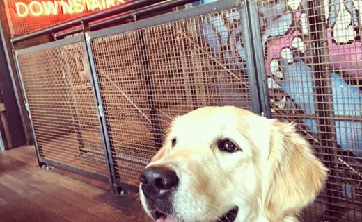 “@samithegolden: First visit to @brewdogcastlegate and I may or may not have got a little stuck under the table 🙈🍻”