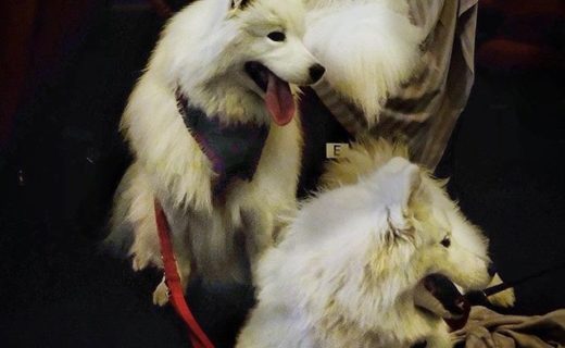 “@scotlandwithfluffywolf:🎤🎵🎶 Mamma mia, here I go again. My my, how can I resist you? Cinema date 🎥🎞 with my besties Apollo and Snug 💖. Thank you to the Cameo cinema for dog friendly screenings! “