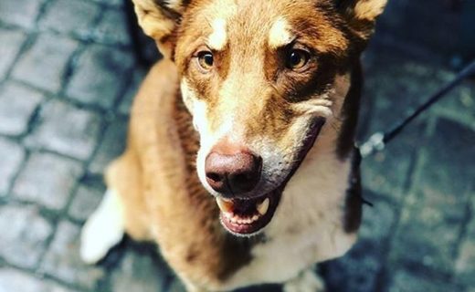“@the_basement_ed:  This boys a beauty! We love pooches so bring yours in for some Basement lovin! 🐶🧡🐶 ” #dugsNpubs