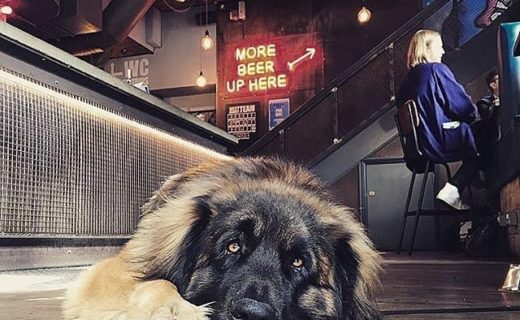 “@brewdog7dials:  We have all the beers and the most beautiful dogs here in our bar! Here is Oscar, 2 year old Leonberger 😍 🐶” #dugsNpubs