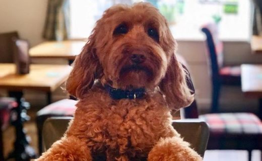 “@charwoodedinburgh: Hurry up where’s my drink…remember dogs are always welcome in our bar!”