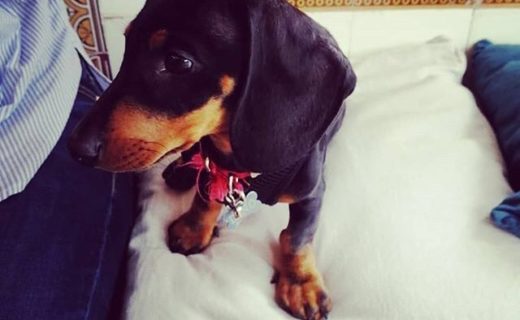 “@cometpieces:  We love dogs! Meet Dino, a baby Daschund 🐶🐶🐶. ” #dugsNpubs