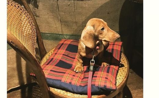 “@dachshing_albert: Artisan Roast on Gibson Street ☕️ another dug friendly spot! delicious coffee & vegan snacks 🐾 Albert approved ✅ ” #dugsNpubs