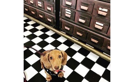 “@dachshing_albert: Friday pit stop for a coffee refuel at @kothel300 “ #Glasgow #dugsNpubs