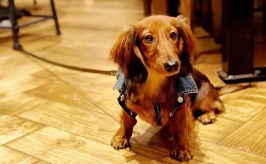 “@mininalaandsimba: Hanging out in @burrcocoffee #Edinburgh today.. my big sis says they have the cuddliest customers 😍🦁🐾” – Simba” #dugsNpubs