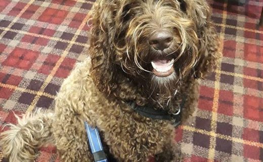 “@rural_cookie_collective:  Nailed another awesome visit to @thecrowninn a well known @dugsnpubs venue! Love it! Paw five 🐾 for great service and food! 👍 .⠀
.⠀
” #dugsNpubs