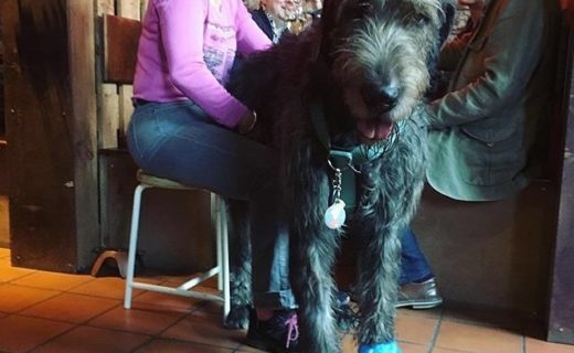 “@brewdoghelsinki:  Customers all shape and sizes welcome 🧡 This is Ossi, 2 years old Irish wolfhound.⠀
” #dugsNpubs Dugs.Pub