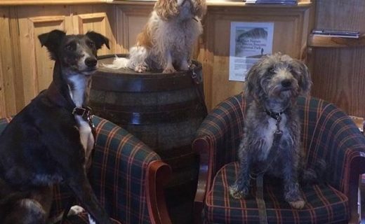“@dogsofbrecontap:  Wren, Bertie and Boe posing for a great photo⠀
” #dugsNpubs