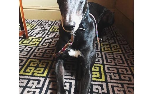 “@hos_norton:  Today’s good boy of the day goes to Ben! What a sweetie 👏🏻 ” #dugsNpubs