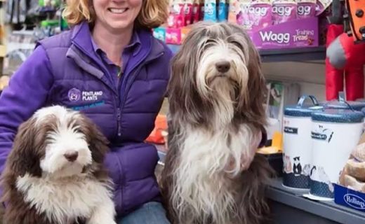 “@pentlandplants:  We’re a dog friendly garden centre. Four legged friends are always welcome at Pentland. We have a fab dog menu in the cafe” #dugsNpubs